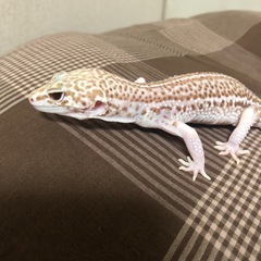 ヒョウモントカゲモドキ　レオパ✳︎