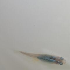 【取引確定】メダカ　めだか　深海　卵　100個以上の画像