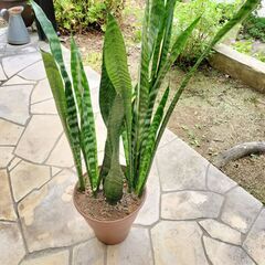 観葉植物 サンスベリア　ゼラニカ　鉢植え　８０cmの画像