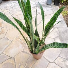 観葉植物 サンスベリア　ゼラニカ　鉢植え　８０cmの画像