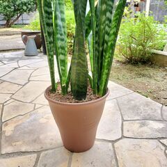 観葉植物 サンスベリア　ゼラニカ　鉢植え　８０cmの画像