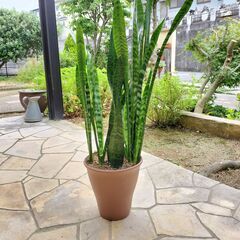 観葉植物 サンスベリア　ゼラニカ　鉢植え　８０cmの画像