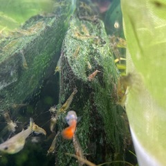 メダカ水槽等に　マツモ、水草　ヌマエビの画像