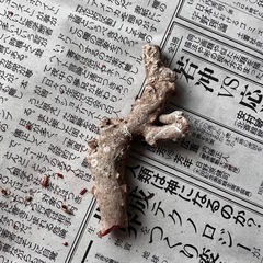赤珊瑚原木