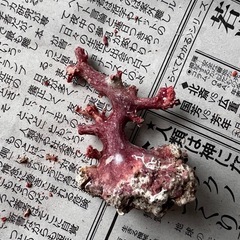 赤珊瑚原木