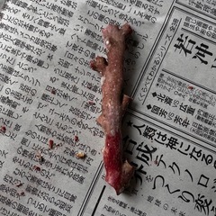 赤珊瑚原木