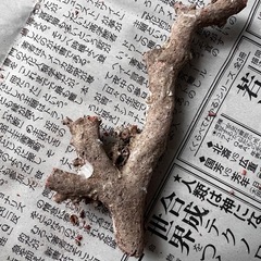 赤珊瑚原木