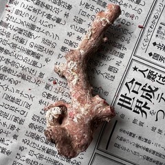赤珊瑚原木