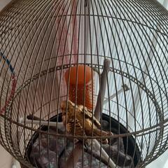鳥かごの画像