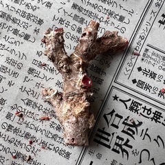 赤珊瑚原木