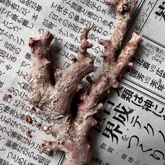 赤珊瑚原木