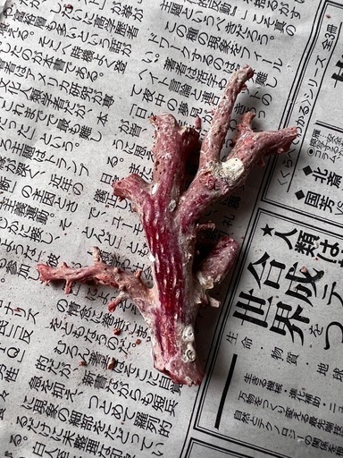 赤珊瑚 原木 枝 16点 総重量99.2g　ね Yahoo!オークション - 赤珊瑚 原木 枝 大 小 2点 重さ計約