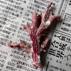 赤珊瑚原木