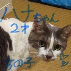 里親募集‼️可愛いハナちゃん
