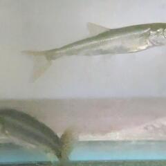 ウグイの画像