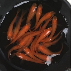 ⭐️紅帝メダカ⭐️ 20匹　