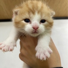 アメリカンショートヘア　