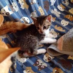 相談中になりました。子猫1ヶ月　赤ちゃんから育ててみませんか