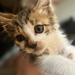 甘えん坊🐈生後2.3ヶ月 キジトラ白 オス