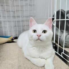 白猫ゆき♀　6/1石巻で譲渡会です。