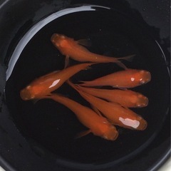 ⭐️紅帝ダルマ⭐️ 3ペア