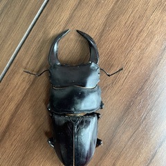 能勢YG オオクワガタ成虫　81.5mm ♂単