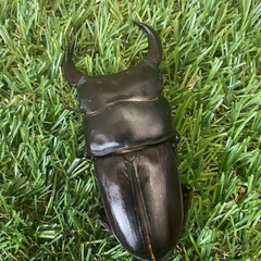 能勢YG オオクワガタ成虫　80.5mm ♂単の画像