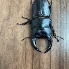 能勢YG オオクワガタ成虫　80.5mm ♂単の画像