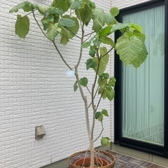 大型観葉植物　ウンベラータ