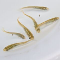めだか 琥珀ラメ松井ヒレ長 8匹＋予備2匹 メダカ 成体 ビオトープ