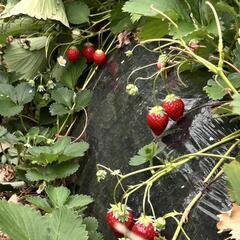 イチゴ狩り🍓