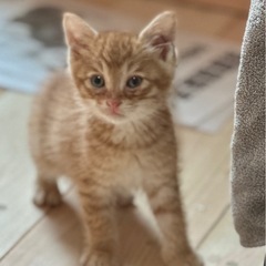 元気で好奇心旺盛💕チャトラとキジのきょうだい💕