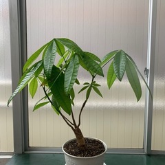 観葉植物　パキラ