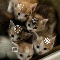 更新※三毛猫ちゃん◎⭐︎決まりました。問い合わせ多数いただいてお...
