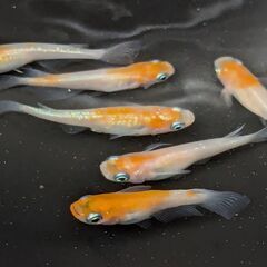 「決定」めだか 紅白ラメ 6匹(♂3 ♀3) 2024種親 メダカ 成体 ビオトープの画像