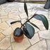 ランキングキーワードに紐づく投稿画像-観葉植物