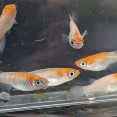 「決定」めだか 紅白ラメ 6匹(♂3 ♀3) 2024種親 メダカ 成体 ビオトープの画像