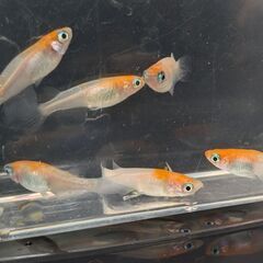 「決定」めだか 紅白ラメ 6匹(♂3 ♀3) 2024種親 メダカ 成体 ビオトープの画像