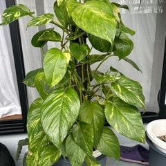 観葉植物ゴールデンポトス