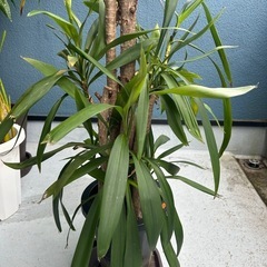 観葉植物コルジリネストリクタ