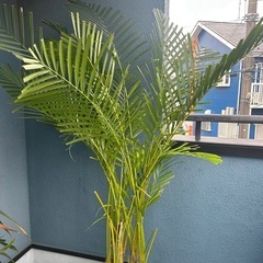 観葉植物アレカヤシ