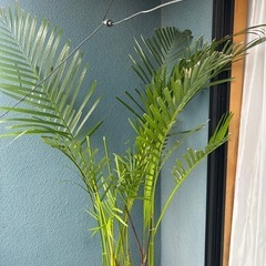 観葉植物アレカヤシ