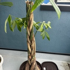 今月まで値下げ！観葉植物パキラ編み込み