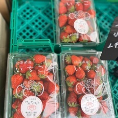 函館産🍓けんたろう小粒サイズ入荷しました☆