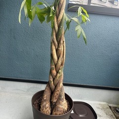 今月まで値下げ！観葉植物パキラ編み込みの画像