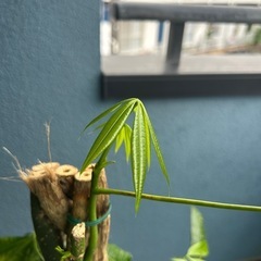 今月まで値下げ！観葉植物パキラ編み込みの画像