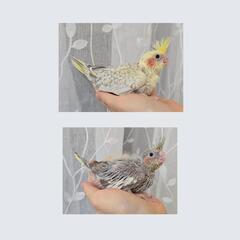 オカメインコ シナモンパールパイド､シナモン 雛