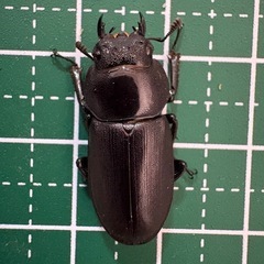 【即ブリ】コクワガタ♀（23.7mm）