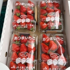あつま産🍓けんたろう入荷しました！✨