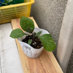 茄子の苗